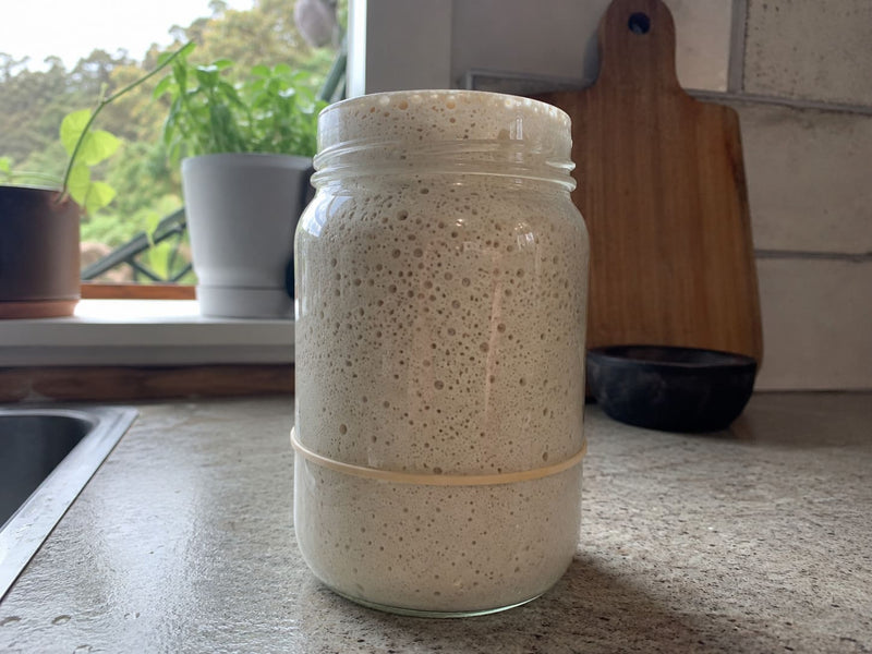 How to Keep a Sourdough Starter Healthy and Active